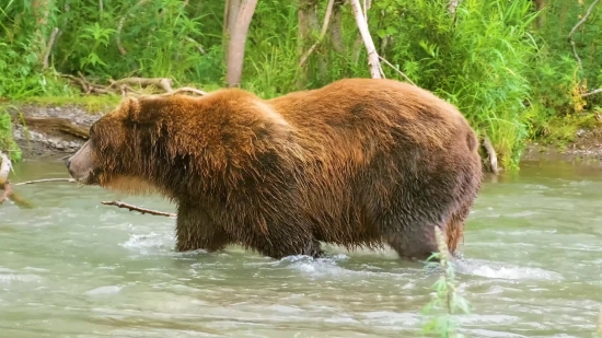 Moon Effect Background Video Download, Brown Bear, Bear, Mammal, Wild, Wildlife