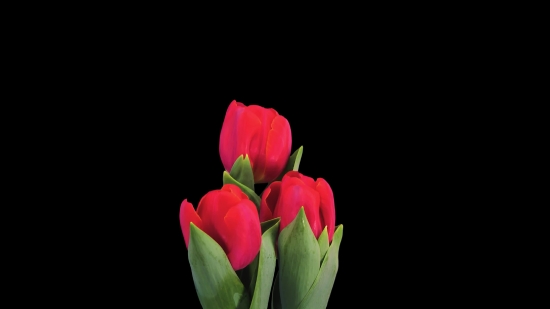 Moon Stock Video, Tulip, Tulips, Spring, Plant, Flower