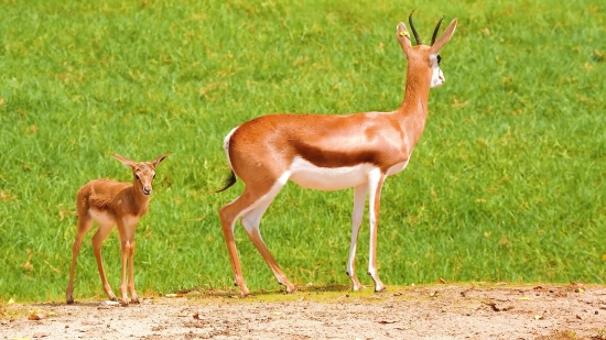 Motion Backgrounds Royalty Free Stock Video, Gazelle, Antelope, Ruminant, Wildlife, Deer