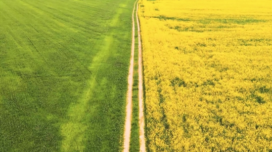 Motion Videos Free Download, Rapeseed, Oilseed, Seed, Field, Mustard