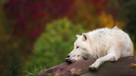 Mountain Stock Video, White Wolf, Wolf, Canine, Fur, Dog