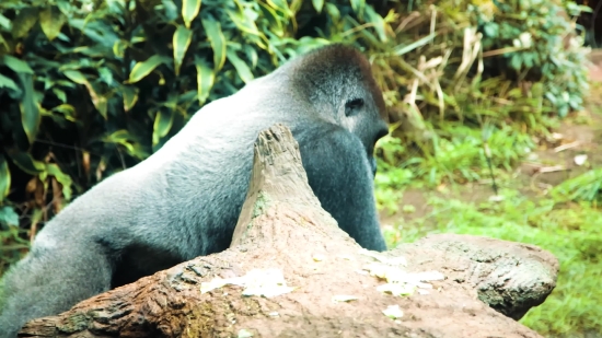 Mountain Video Clips Free Download, Baboon, Monkey, Primate, Wildlife, Ape