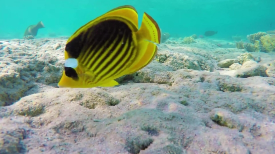 Movie Clips Site, Rock Beauty, Butterfly Fish, Underwater, Sea, Reef