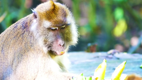 Movie Funny Video Clip Download, Macaque, Monkey, Primate, Wildlife, Wild