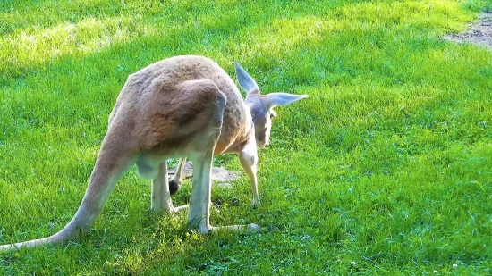 Movieclips Trailer, Wallaby, Kangaroo, Mammal, Wildlife, Deer