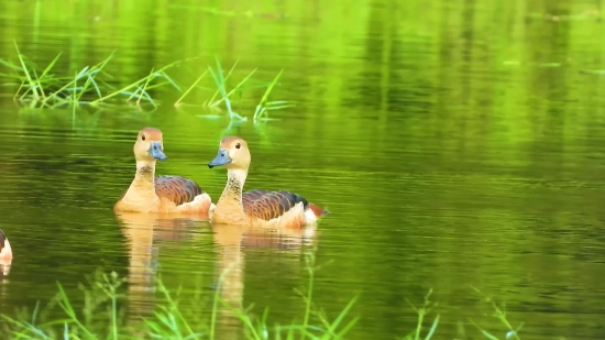 Moving Background For Praise And Worship, Goose, Waterfowl, Bird, Aquatic Bird, Lake