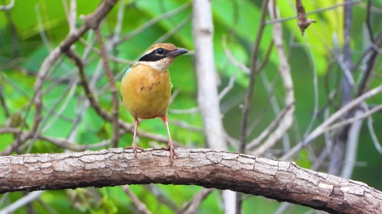 Moving Background No Copyright, Robin, Bird, Thrush, Wren, Wildlife