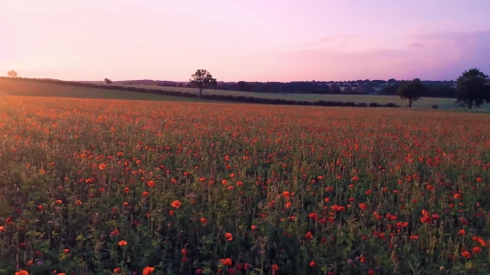 Mp3 Tiktok Download, Sky, Field, Flower, Spring, Landscape