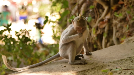 Mr Hands Video Clip Horse Youtube, Macaque, Monkey, Primate, Wildlife, Wild