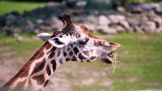 Music Motion Background, Giraffe, Animal, Wildlife, Safari, Wild