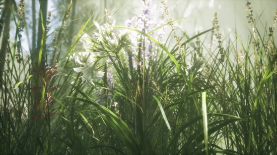 Music Stock Video, Herb, Plant, Vascular Plant, Grass, Field