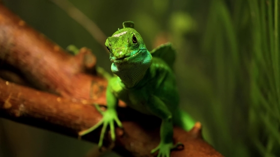 Nachural Background Hd Video Download, Green Lizard, Lizard, Chameleon, Eye, Wildlife