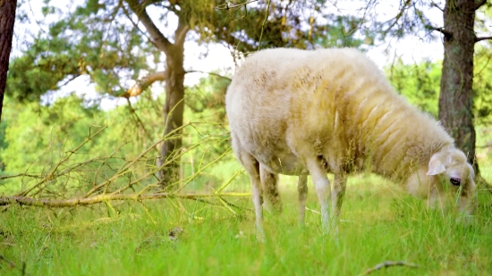 Natural Background Video Download, Simpleton, Sheep, Ram, Wildlife, Grass