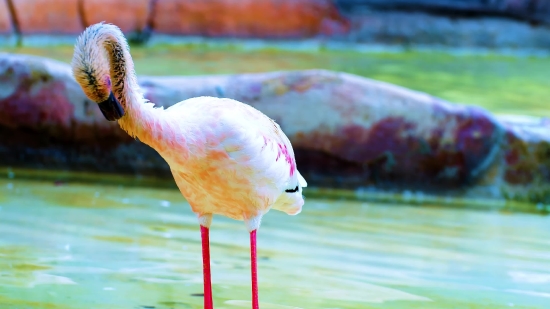 Natural Background Videos, Spoonbill, Wading Bird, Aquatic Bird, Bird, Flamingo