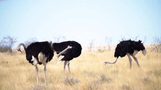 Nature Background 4k Video, Ostrich, Bird, Animal, Wildlife, Wild