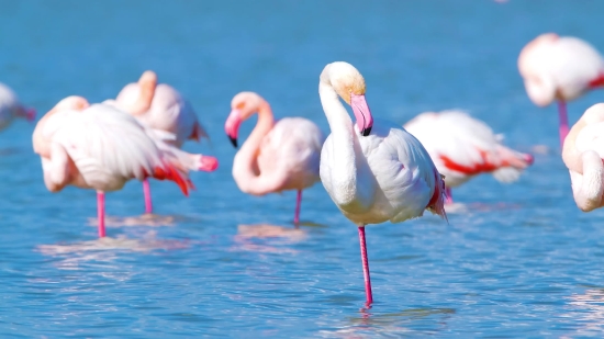 Nature Background Video Effects Hd, Flamingo, Wading Bird, Aquatic Bird, Bird, Wildlife