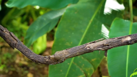 Nature Video Copyright Free Download, Tree, Walking Stick, Woody Plant, Insect, Plant