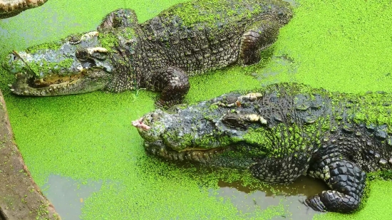 Ncs Background Music For Youtube, Alligator, Crocodile, Reptile, Water, Wildlife