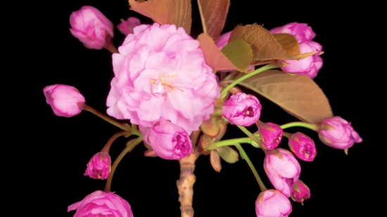 Nebula Stock Footage, Pink, Shrub, Rose, Flower, Flowers