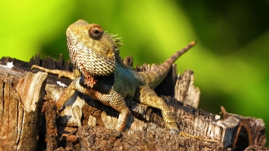 Neon Animated Background Videezy, Lizard, Wildlife, Reptile, Eye, Wild