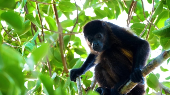 Neon Video Free Download, Spider Monkey, Monkey, Primate, Wildlife, Wild