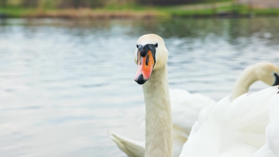 New Stock Video, Goose, Waterfowl, Bird, Aquatic Bird, Water