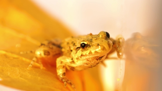 New Video Clip Download, Frog, Tree Frog, Amphibian, Eye, Animal