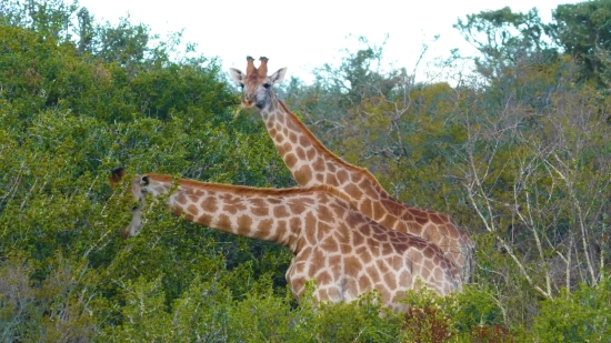 New Video Free Download, Giraffe, Wildlife, Animal, Wild, Mammal