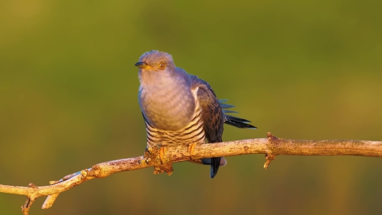 Newsroom Background Video Free Download, Bird, Wildlife, Beak, Feather, Wing