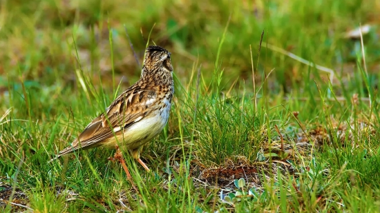 Nice Background For Video, Sparrow, Bird, Wildlife, Beak, Wild