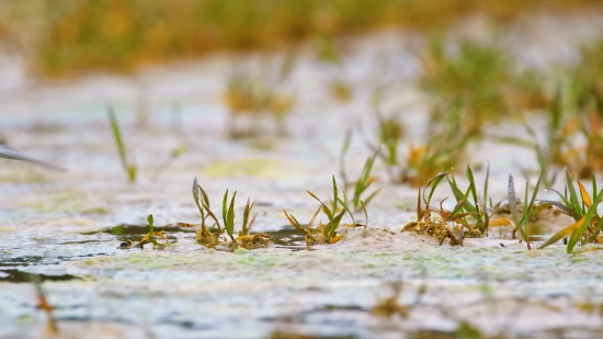 Night Rain Video Clip, Plant, Herb, Vascular Plant, Tree, Close