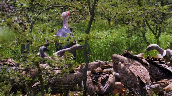 Night Sky Background Video Download, Turkey, Bird, Tree, Forest, Landscape