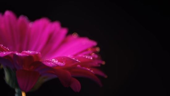 Night Sky Stock Video, Cactus, Plant, Flower, Petal, Pink