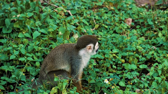 Night Video Clip, Squirrel Monkey, Monkey, Primate, Wildlife, Wild