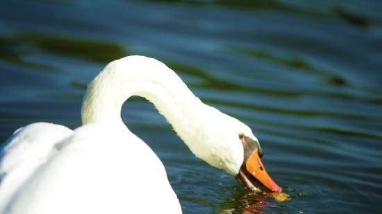 No Copyright 4k Video, Bird, Egret, Goose, Heron, Aquatic Bird