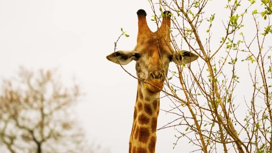 No Copyright Background Videos For Youtube, Giraffe, Wildlife, Animal, Safari, Mammal