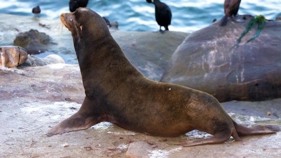 No Copyright Free Background, Sea Lion, Eared Seal, Seal, Water, Sea