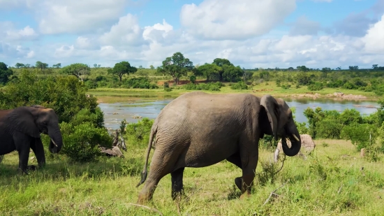 No Copyright Green Screen Video Download, Elephant, Mammal, Safari, Wildlife, Wild