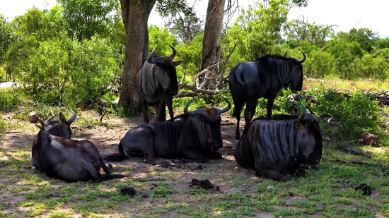 No Copyright Loop Video, Horse, Mammal, Grass, Farm, Horses