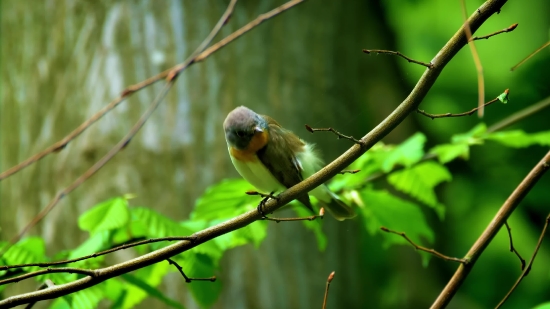 No Copyright Video Clip Download, Warbler, Bird, Wildlife, Beak, Feather