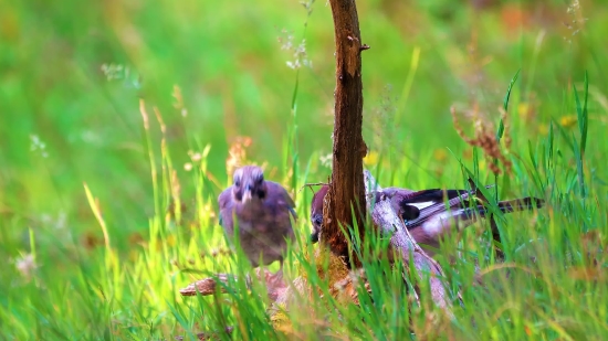 No Stock Image, Grass, Plant, Herb, Field, Vascular Plant