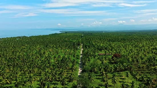 Party Stock Video Free, Field Soybean, Soy, Landscape, Tree, Plant