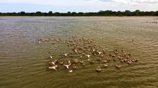 Png Background Video Download, Aquatic Bird, Water, Pelican, Bird, Lake