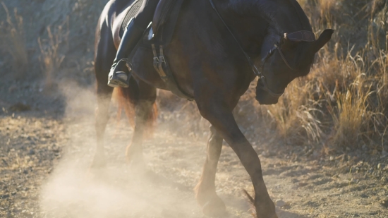 Police Stock Footage Free, Horse, Vaulting Horse, Thoroughbred, Farm, Stallion