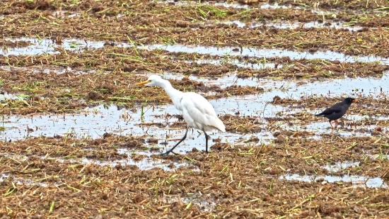 Premium Stock Footage, Wading Bird, Bird, Aquatic Bird, Heron, Egret