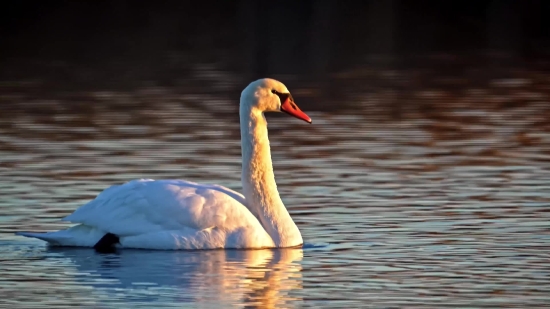 Premium Stock Video, Goose, Waterfowl, Bird, Aquatic Bird, Water