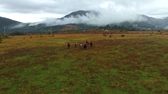 Rain Background Video Effects Hd, Ranch, Cow, Landscape, Field, Grass