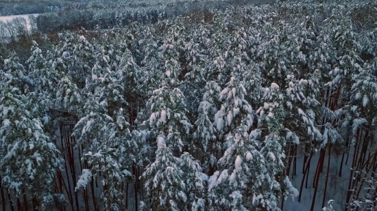 Rain Drop Effect Video Background, Tree, Snow, Woody Plant, Winter, Forest