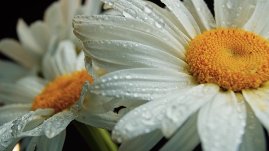 Rain Videos Free, Flower, Daisy, Petal, Blossom, Plant