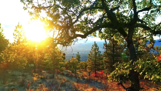 Raw Stock Video, Tree, Woody Plant, Forest, Autumn, Fall